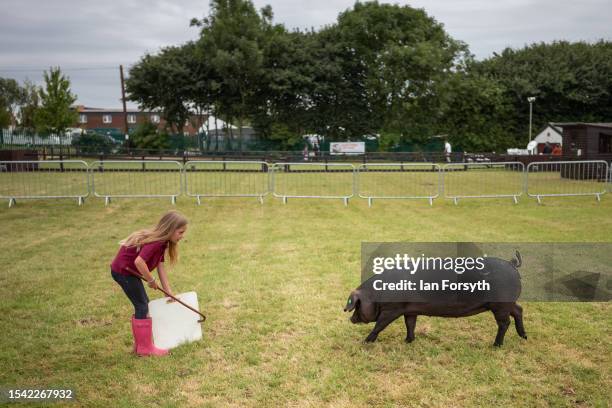 Young handler and her pig exercise in the pig arena on the final day of the 164th Great Yorkshire Show on July 14, 2023 in Harrogate, England. Held...