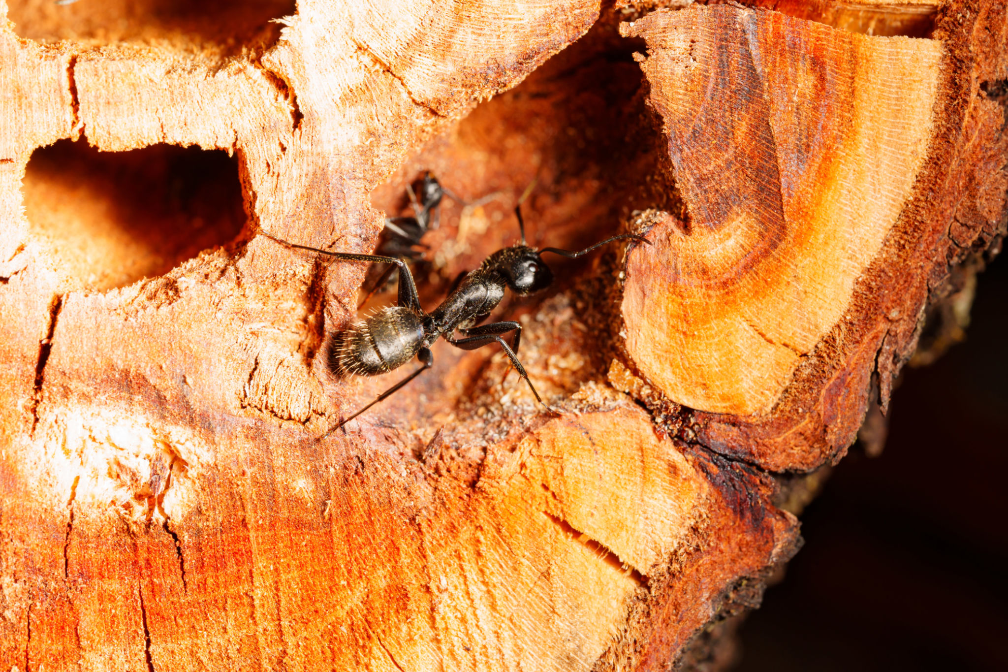 close-up. A black woodworm ant on the surface of a tree. close-up. A black woodworm ant on the surface of a tree.