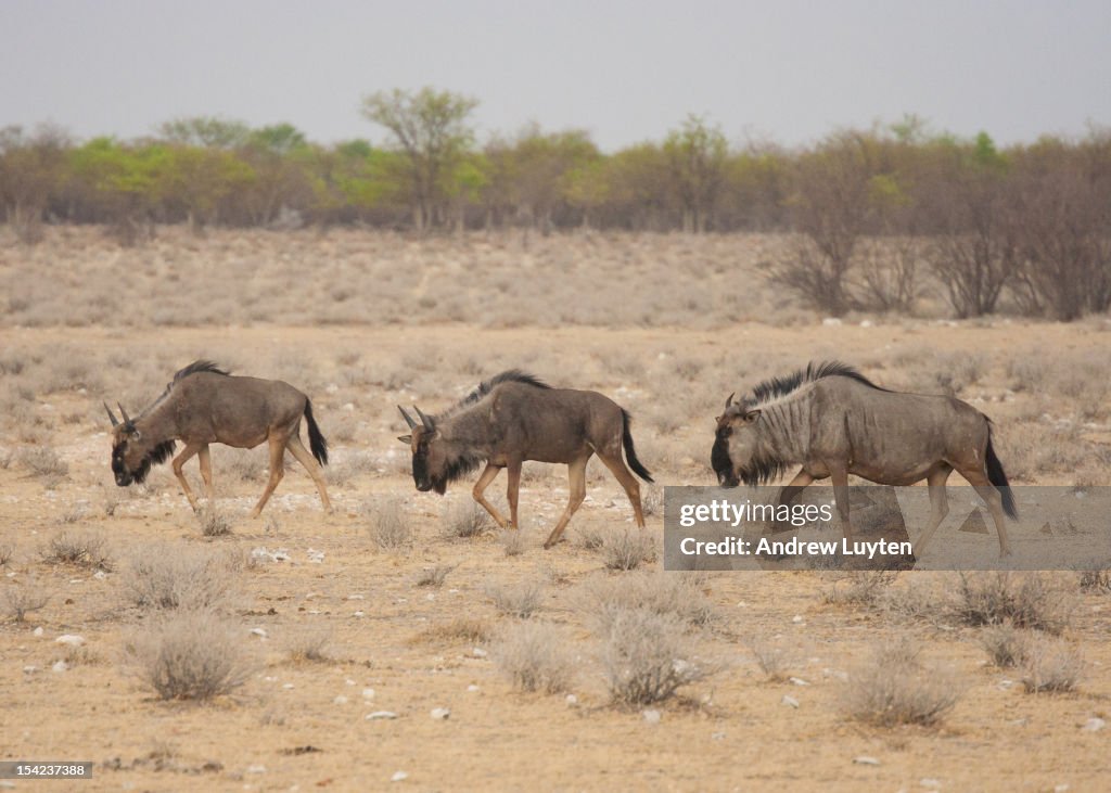 Three Blue Wildebeest