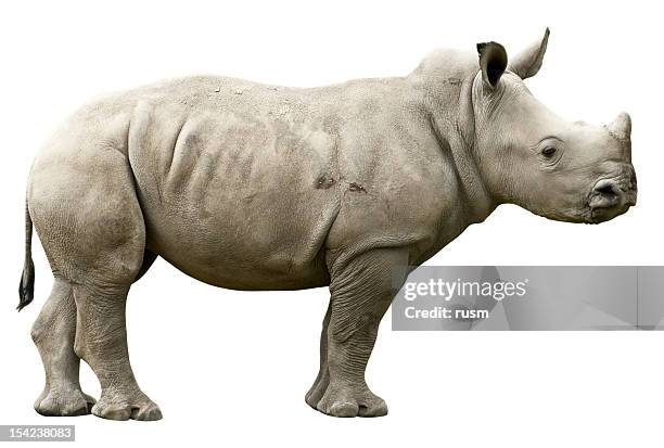 young rhino with clipping path on white background - rhinoceros white background stockfoto's en -beelden