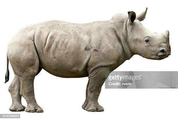 young rhino with clipping path on white background - rhinoceros stock pictures, royalty-free photos & images