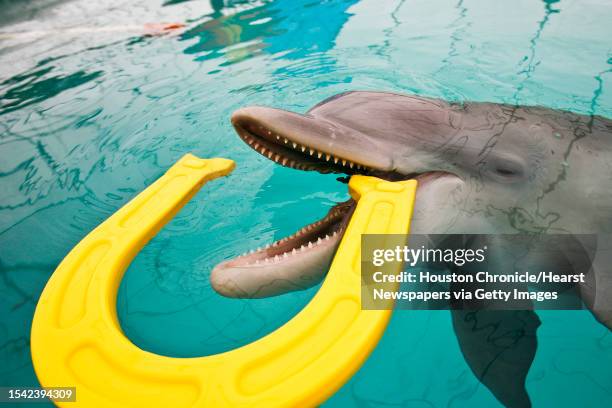 Donley, an 11-month-old baby Atlantic Bottlenose dolphin rescued from the Gulf of Mexico, plays with his favorite toy, a plastic horseshoe, in a...