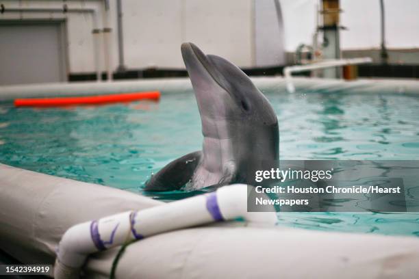 Donley, an 11-month-old baby Atlantic Bottlenose dolphin rescued from the Gulf of Mexico, plays in a holding tank at the NOAA Fisheries Tuesday, Feb....