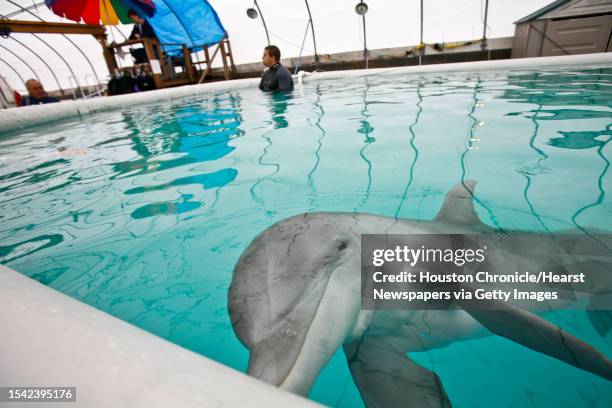 Donley, an 11-month-old baby Atlantic Bottlenose dolphin rescued from the Gulf of Mexico, plays in a holding tank at the NOAA Fisheries Tuesday, Feb....