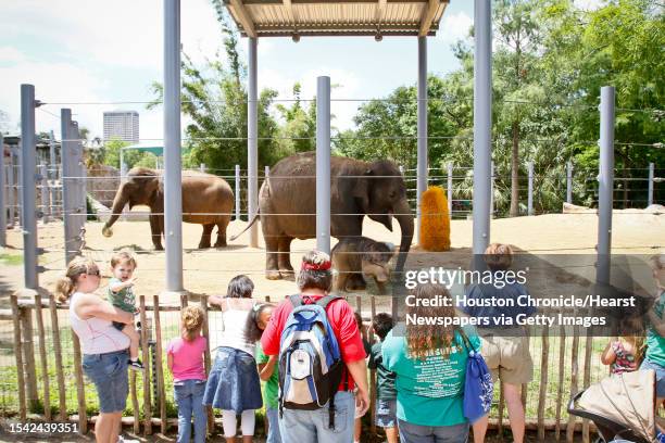 Crowd of spectators watch as Baylor, a 15-day-old Asian Elephant, stands next to his his mom, Shanti ,right, and his aunt, Methai, left, at the...