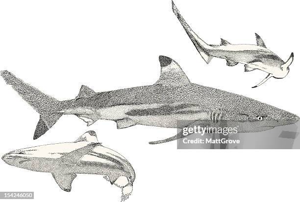 sharks - great white shark stock illustrations