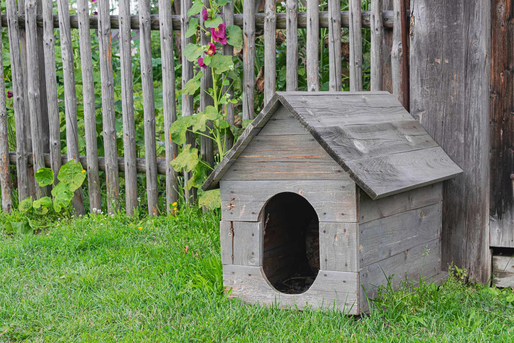 pet shelter in yard