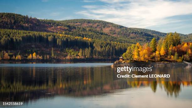 reflection of multicolored coniferous trees in the schluchsee lake in autumn, black forest (schwarzwald), baden-württemberg, germany - black forest germany stock pictures, royalty-free photos & images