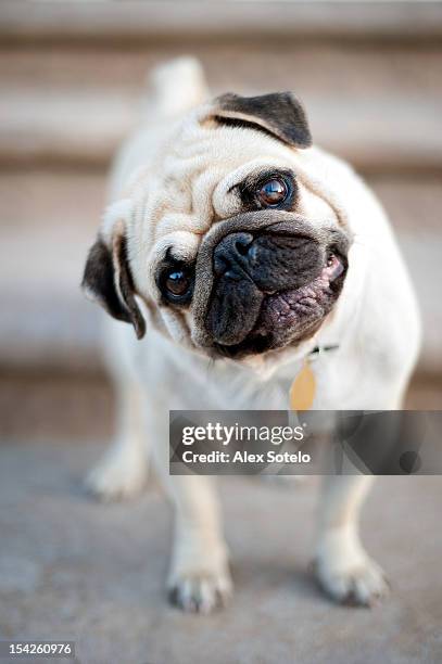 tan & black pug dog tilting head - pug stock pictures, royalty-free photos & images