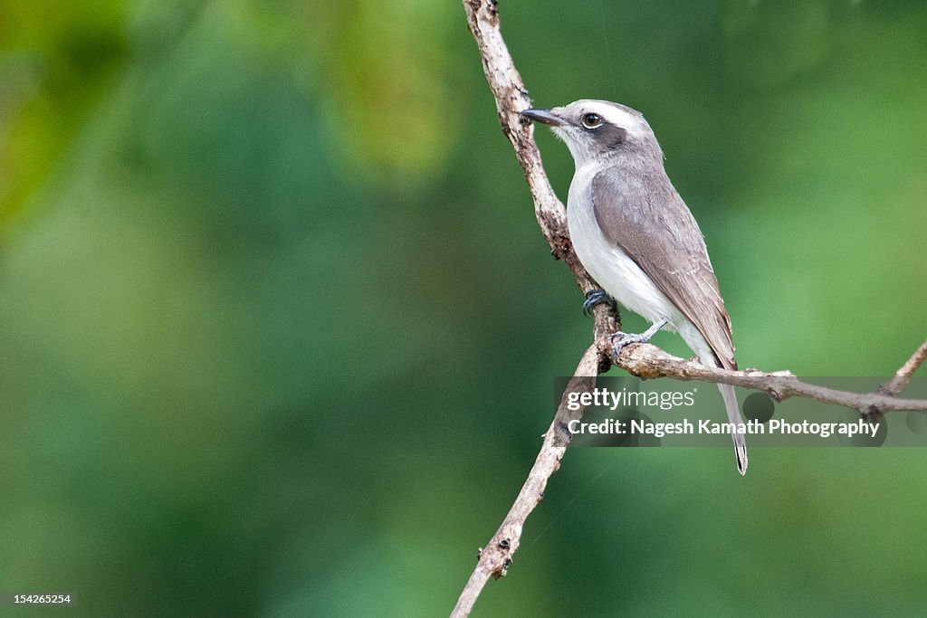 Common Woodshrike