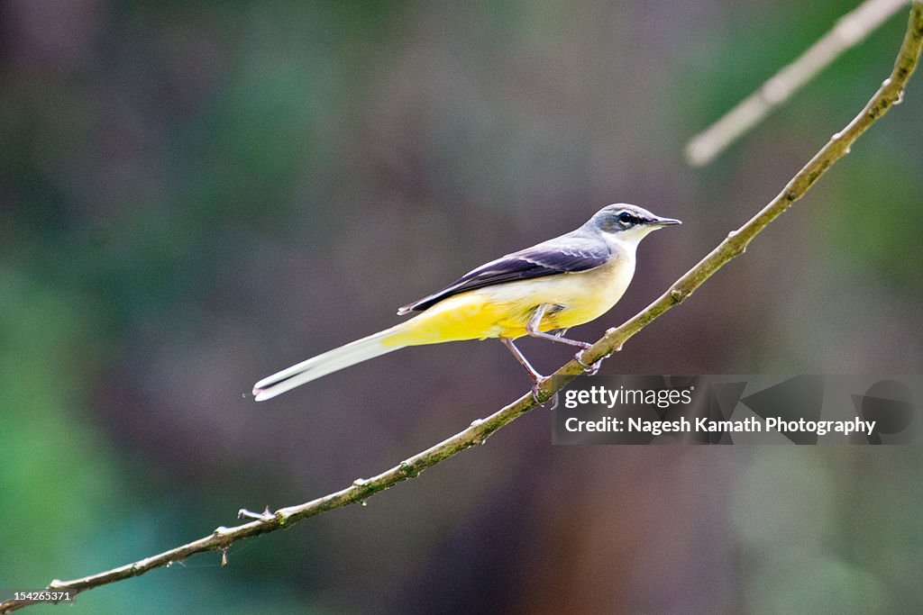 Grey Wagtail