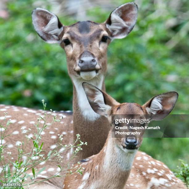 mama and me - spotted deer stock pictures, royalty-free photos & images