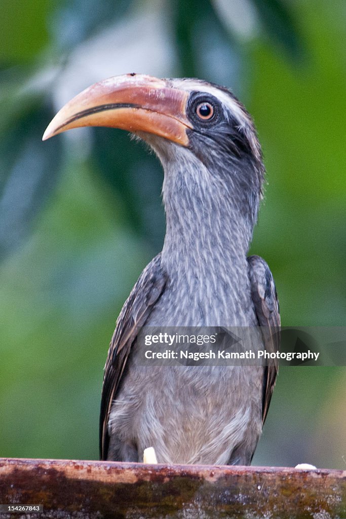 Malabar Grey Hornbill