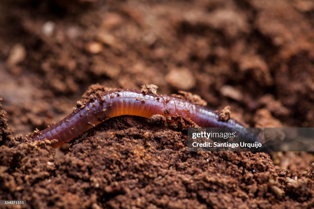 Earthworm Bug Earthworm High-Res Stock Photo - Getty Images