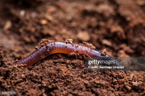 earthworm - earthworm stock pictures, royalty-free photos & images