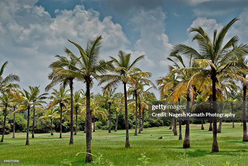 Cocos nucifera aka "Kalpa Vriksha"