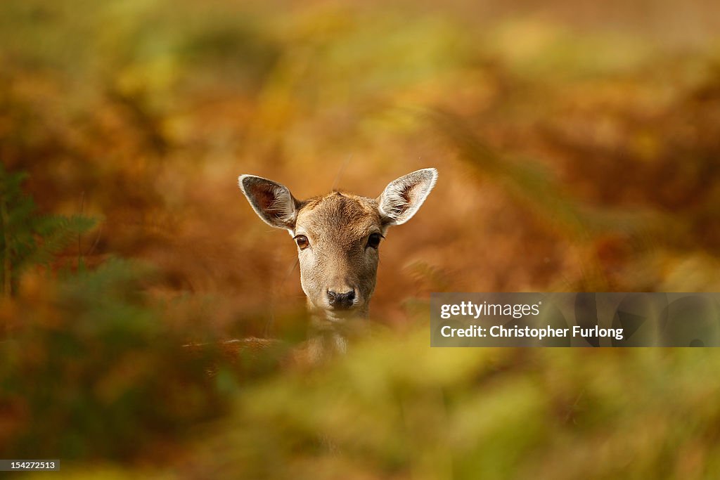 British Countryside Display Beautiful Autumn Colours