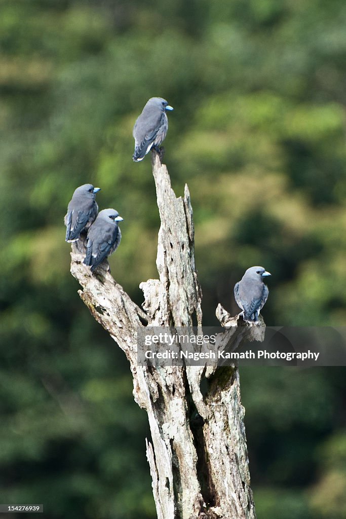 Adventurous Four - Ashy Woodswallows