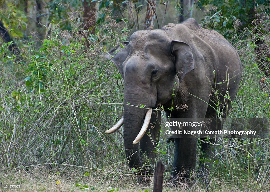 A lone bull elephant