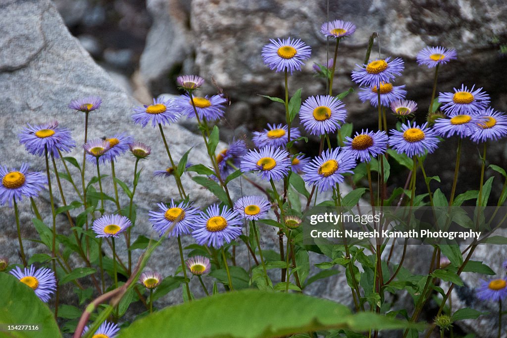 Flowers of Valley of Flowers