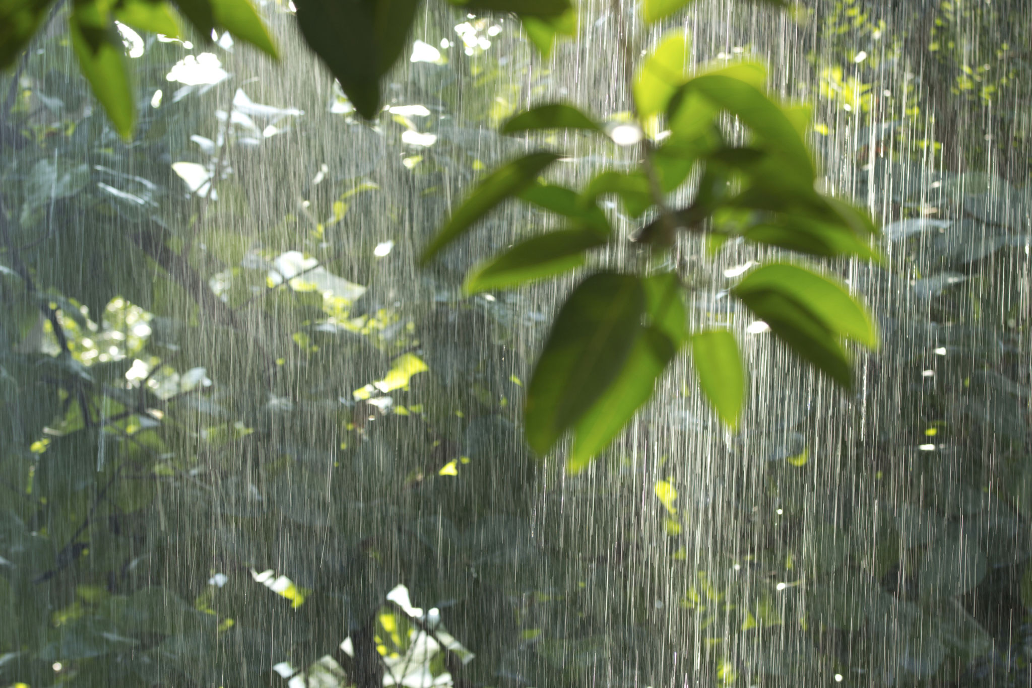 rainy jungle
