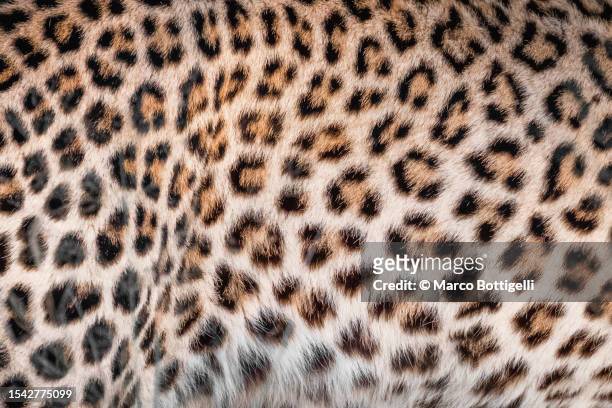 close up of leopard - dot patern stock pictures, royalty-free photos & images