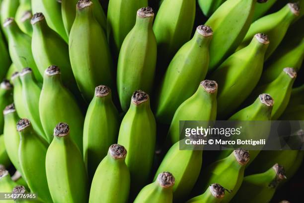 basket of green bananas - funchal imagens e fotografias de stock
