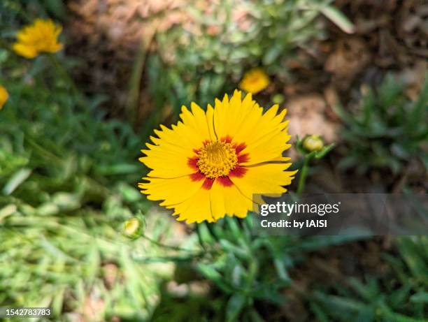 calliopsis / coreopsis lanceolata in the prairie, brightly lit by a sunny summer day - coreopsis lanceolata stock pictures, royalty-free photos & images