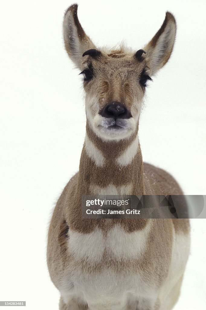 Pronghorn antelope