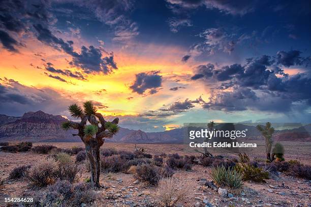 red rock canyon - nevada stock pictures, royalty-free photos & images
