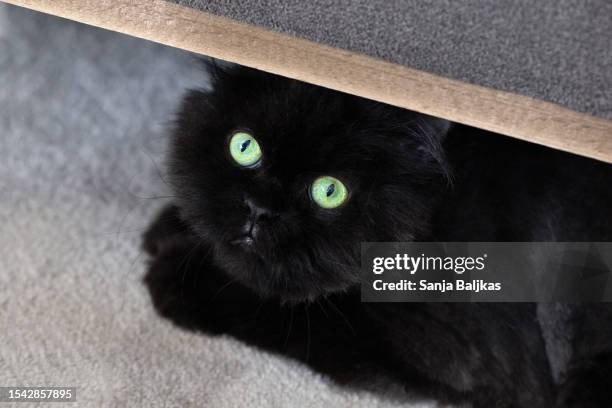 black catt hiding - cat scared black stock pictures, royalty-free photos & images
