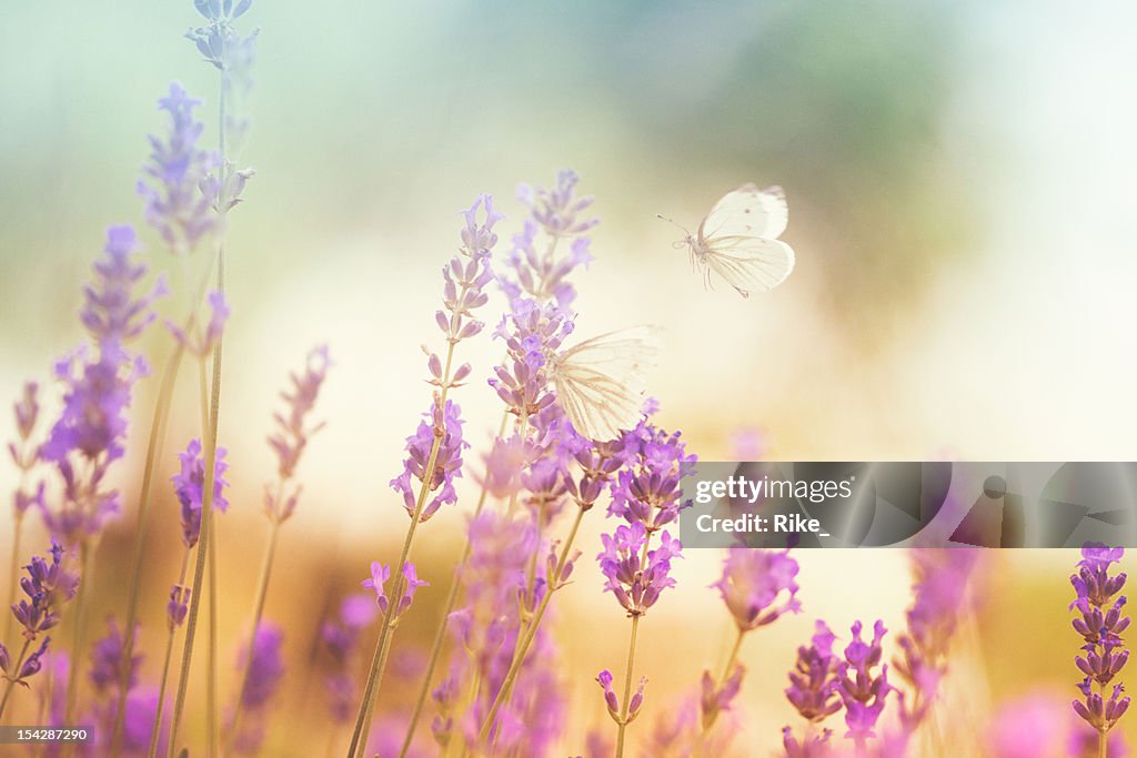 Butterflies on lavender