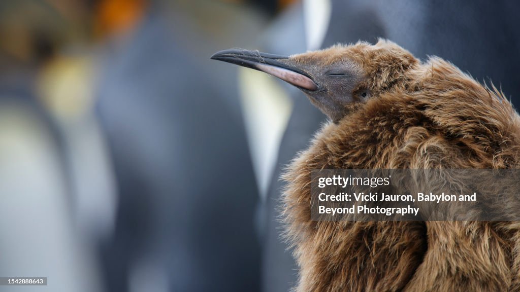 Beautiful Profile Portrait of Young King Penguin Chick in Falkland Islands
