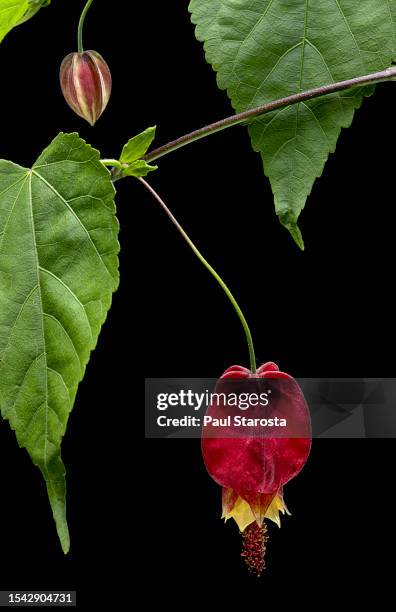 abutilon megapotamicum (trailing abutilon, brazilian bell flower) - flowering maple tree stock pictures, royalty-free photos & images