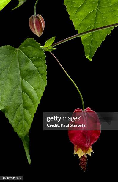 abutilon megapotamicum (trailing abutilon, brazilian bell flower) - couleur vive stock-fotos und bilder