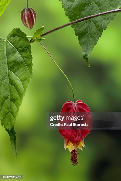 Abutilon Rhs Yellow Abutilon Photos and Premium High Res Pictures - Getty Images