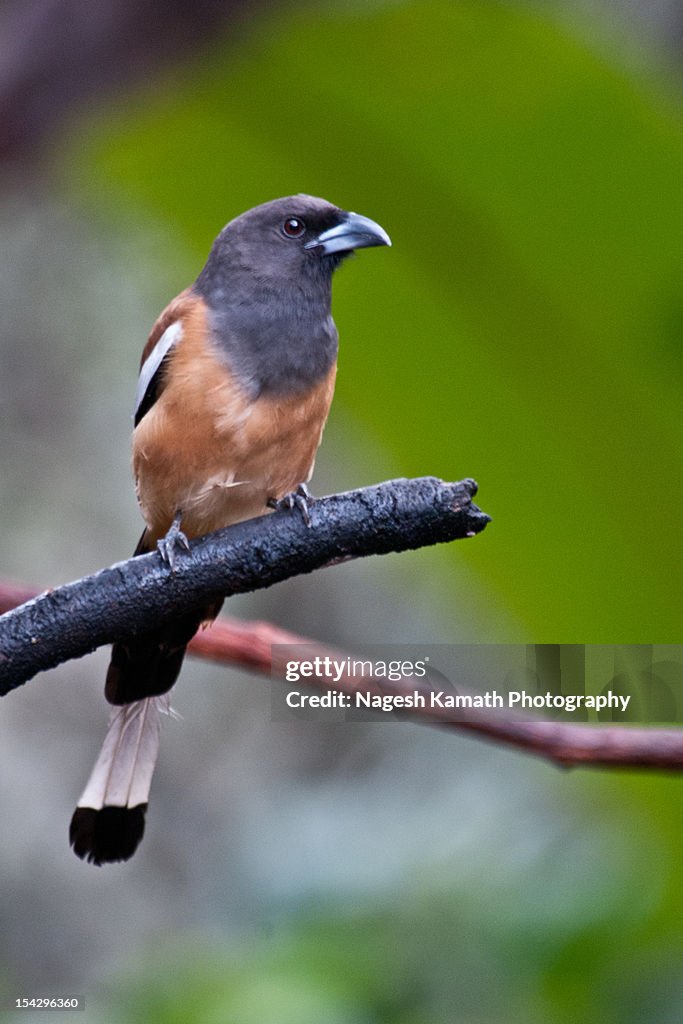 Rufous Treepie