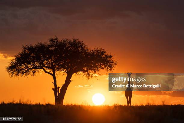 a giraffe and an acacia tree in the savannah at sunset - protección-de-fauna-salvaje fotografías e imágenes de stock