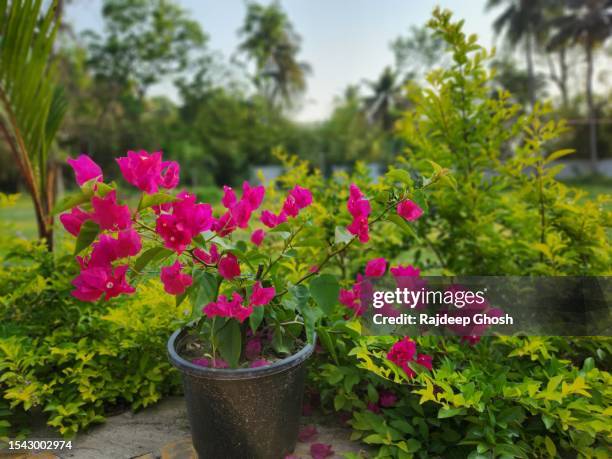 bougainvillea pot in garden - buganville foto e immagini stock