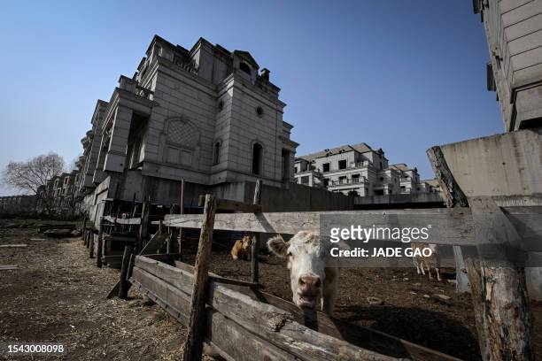 This photo taken on March 31, 2023 shows cattle near deserted villas in a suburb of Shenyang in China's northeastern Liaoning province. China's real...