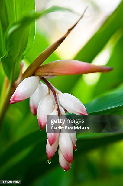 shell ginger (alpinia zerumbet) flowers - alpinia zerumbet stock pictures, royalty-free photos & images