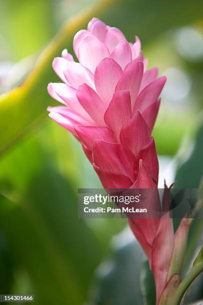 pink tahitian ginger (alpinia purpurata) - ginger flower stockfoto's en -beelden