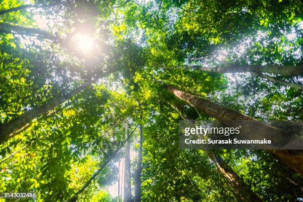 concept of earth protection day or environmental protection hands to protect the growing forest - earth day stock pictures, royalty-free photos & images