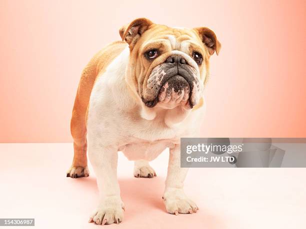 english bulldog, against pink background - bulldog fotografías e imágenes de stock