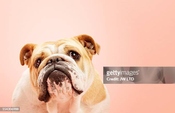 dog english bull dogs portrait - bulldog stock pictures, royalty-free photos & images