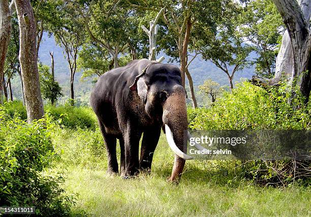 elephant - tamil nadu foto e immagini stock