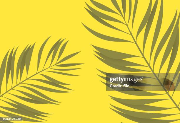 palm leaf yellow tropical background - focus on shadow stock illustrations