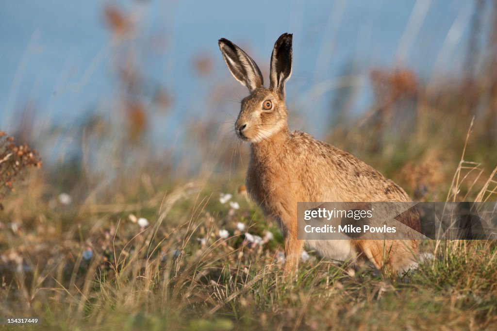 Brown Hare in breckland habitat Norfolk