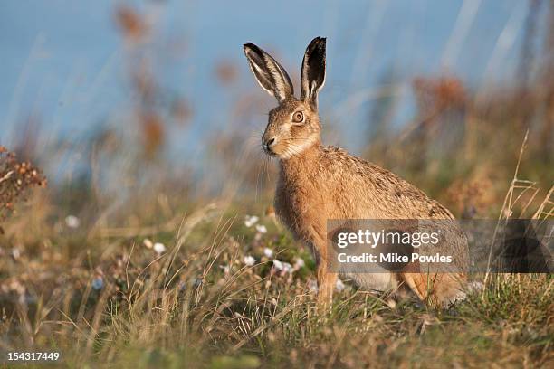 brown hare in breckland habitat norfolk - brown hare stockfoto's en -beelden