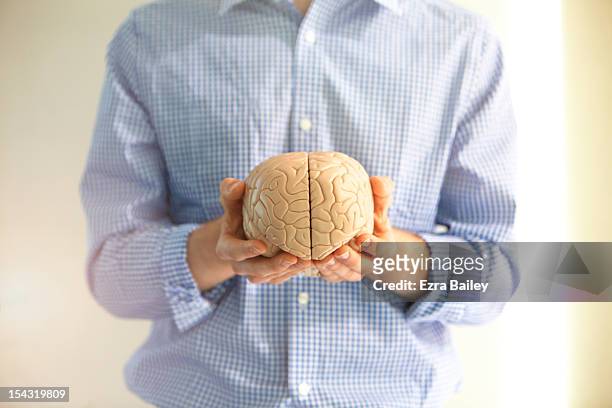 man holding a model of a brain. - organe de reproduction masculin imagens e fotografias de stock